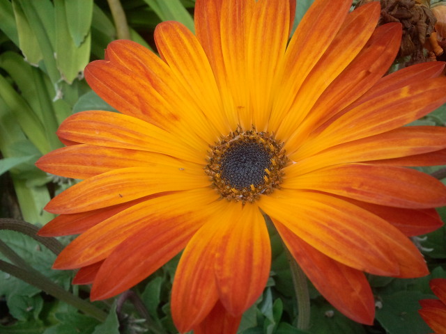 Gazania