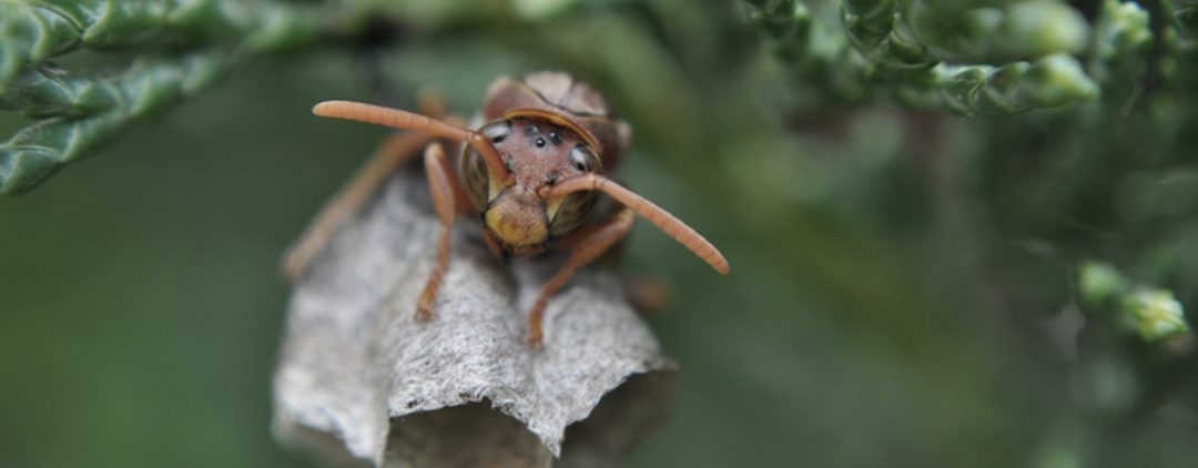 Pretty Bug